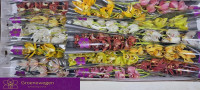 Cymbidium S Mix 80 cm Holland