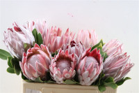 Protea Mix X5