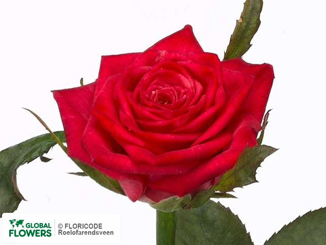 Rose Josie 40 sm