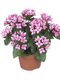 Bouardia Bellev Pink 12/30