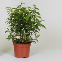 Ficus Be Natasja 12/35