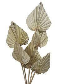 Palma Spear Medium Natural Holland