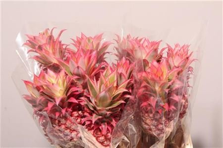 Ananas