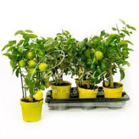 Citrus Meyeri Meyer 19/60