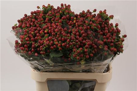 Hyp Mag Seasons