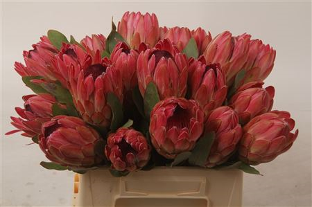 Protea Sylvia