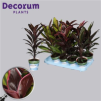 Cordyline Mix (decorum)