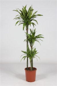 Dracaena Frag Lemon Lime 90-60-30 (grower)