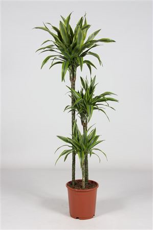 Dracaena Frag Lemon Lime 90-60-30 (grower)