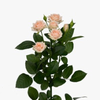 Rose Classic Irischka 50 sm