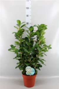 Ficus Microcarpa 'moclame'