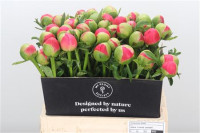 Paeonia Coral Sunset 45 sm X10 Holland