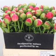 Paeonia Coral Sunset 45 sm X10 Holland - Paeonia Coral Sunset X10 Holland