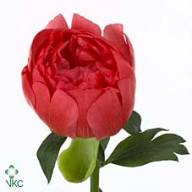 Paeonia Coral Sunset 45 sm X10 Holland - A23558_H_1