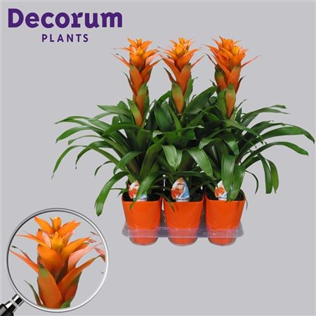 Guzmania Vista Oranje Luxe Keramiek (decorum)
