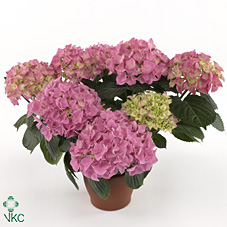 Hydrangea Roze 7-8