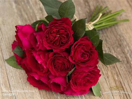 Rose Vuvuzela Cerise 50 sm
