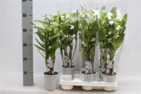 Phal 2-tak Bounty 12/55