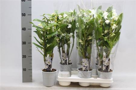 Phal 2-tak Bounty 12/55