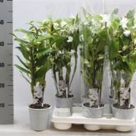 Phal 2-tak Bounty 12/55 - X391032_H_1