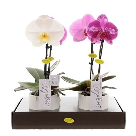 Phal Singolo Mix Opti