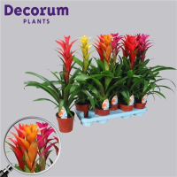 Guzmania Gem 9/40