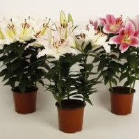 Lewisia Cotyledon 13/25