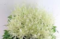 Astilbe Ja Whasingthon 60 cm