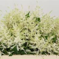 Astilbe Ja Whasingthon 60 cm - Astilbe-Ja-Whasingthon-1