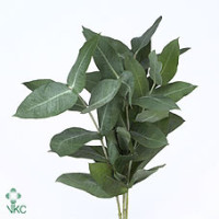 Robusta 70 cm