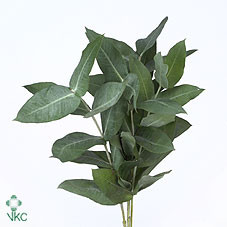 Robusta 70 cm