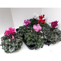 Cyclamen Garden 510/23