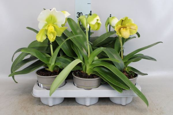Paphiopedilum Mix 1-tak 9/25