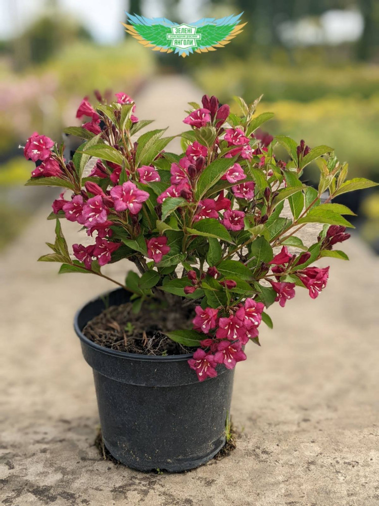 Weigela Bristol Ruby  19/70