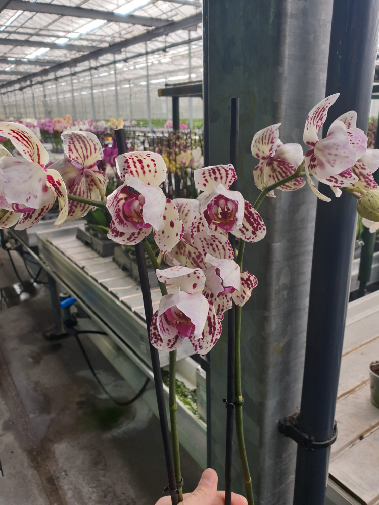 Phal Mutant Yellow 9/35