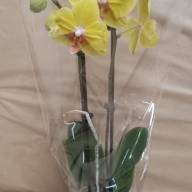 Phal Mutant Yellow 9/35 - 20241206_082159