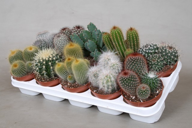 Cactus MIX Showdoos 05/8  X 20 (1005)