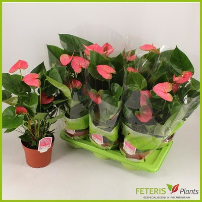 Anthurium Pandola 17/65