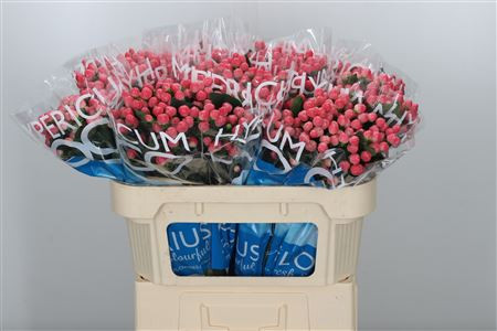 Hypericum Coco Lipstick X10