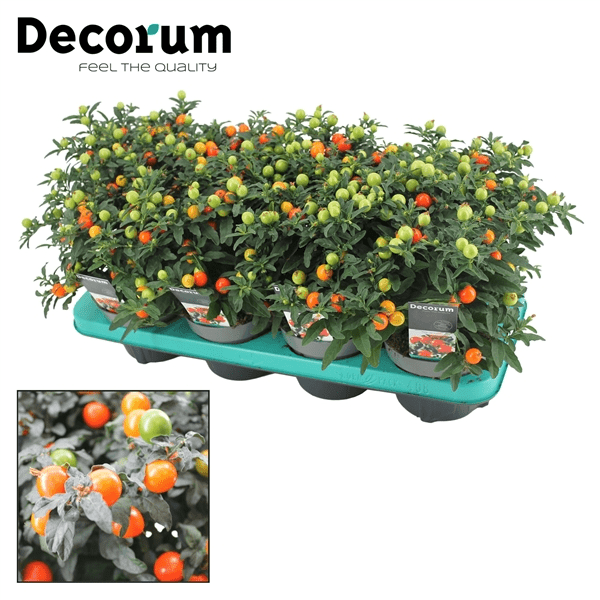 Solanum Pseudocapsicum 12/33