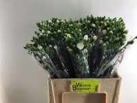 Dianthus White Ashley Trick Holland
