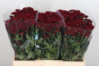 Chr Santini Marek Red X25