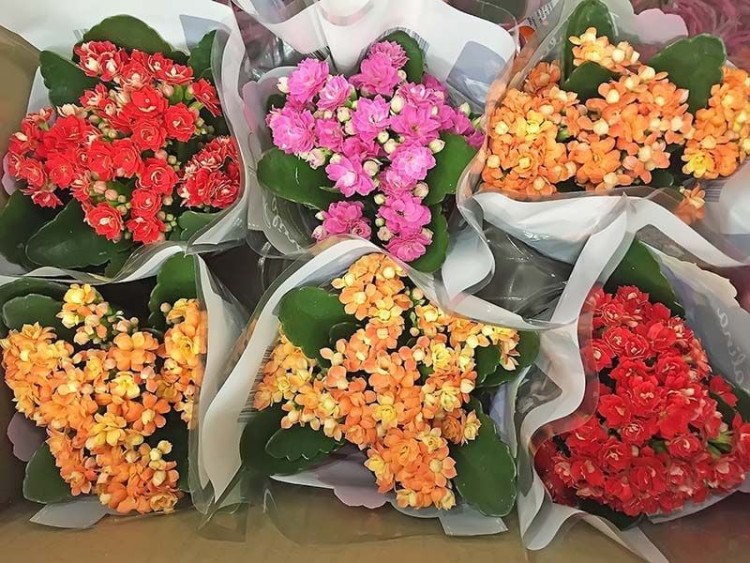 Kalanchoe Mix X10 Holland