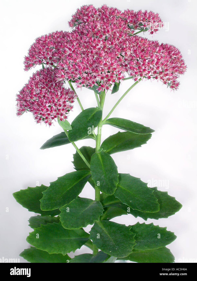 Sedum Herbstfreude 60 cm
