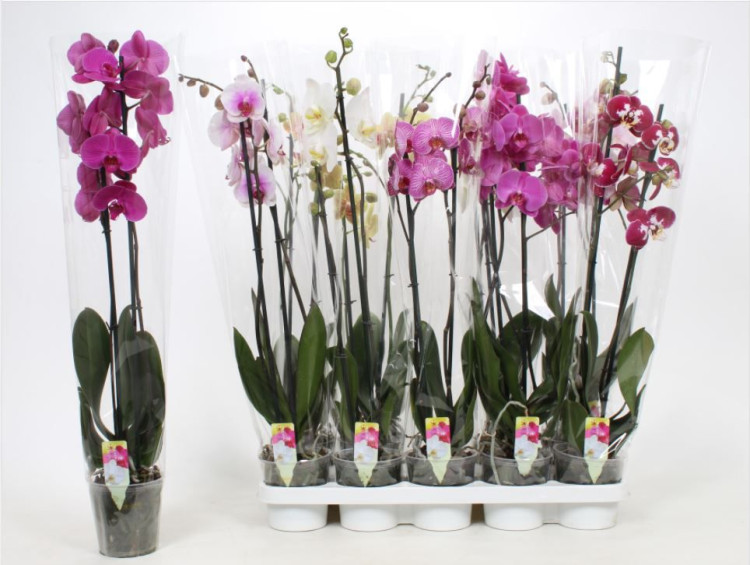 Phal A2 2-tak Sion Mix 12/75