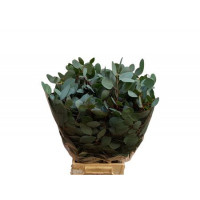 Eucalipt Populus 300 gr 75 cm