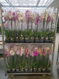 Phal A2 1-tak Sion Mix 12/75