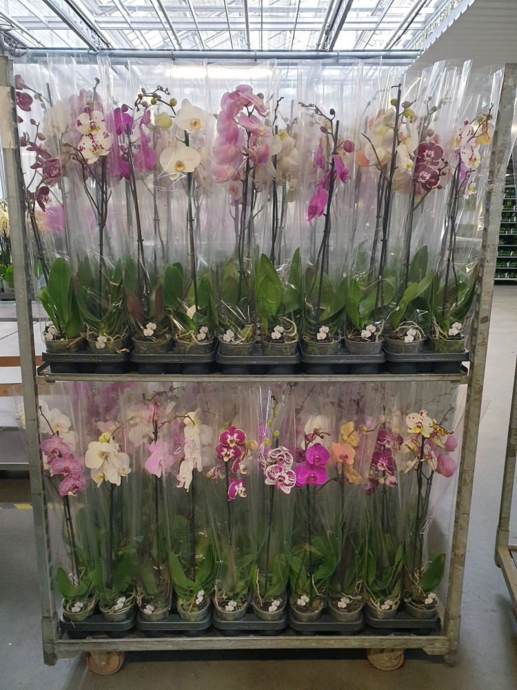Phal A2 1-tak Sion Mix 12/75