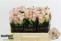Rose Menta 50 sm