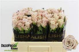 Rose Menta 50 sm